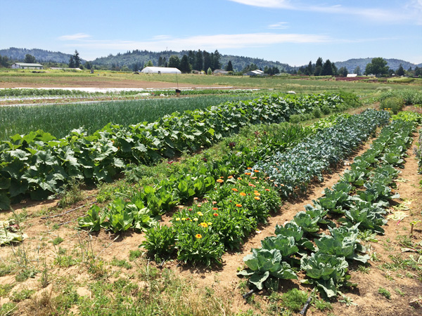 One of the plots at Headwaters Farm