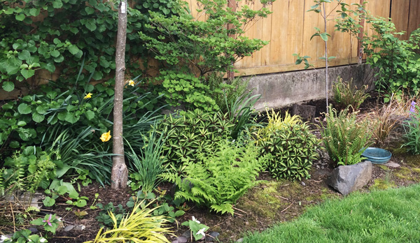 a naturescaped yard in Portland