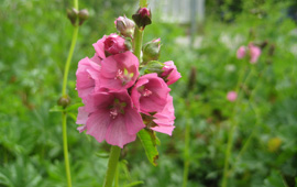 Cusick's checkermallow in a naturescaped yard