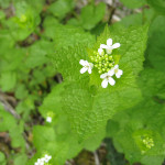 garlic mustard flowers