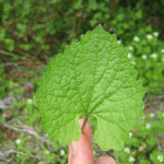 garlic mustard leaf