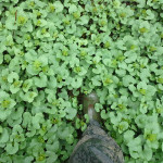 a forest floor covered in garlic mustard
