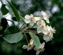 Pacific crabapple (Malus fusca)