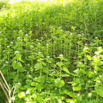 patch of flowering invasive garlic mustard