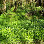 garlic mustard invading forest floor