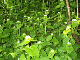 patch of invasive garlic mustard, flowering