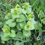 garlic mustard before flowering