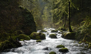 visit the Natural Lands section