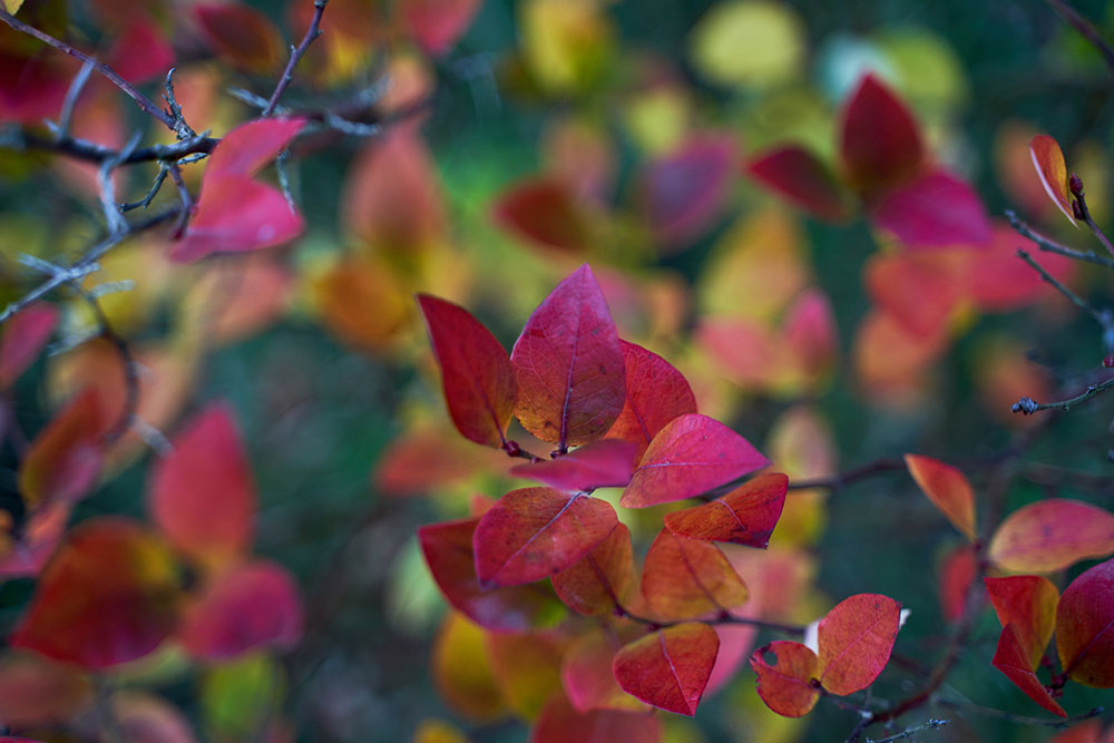 closeup of blueberry bush leaves