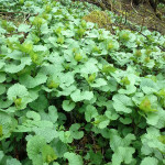 Garlic mustard growing along a slope