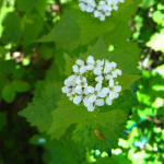 Garlic mustard flower cluster close-up