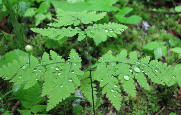 Oak Fern (Gymnocarpium dryopteris)