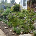 rain garden