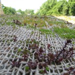 Eco-roof