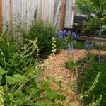 naturescaped yard with path