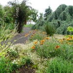 EMSWCD naturescaped yard