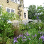 EMSWCD naturescaped yard