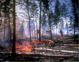 forest fire
