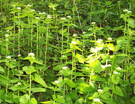 patch of invasive garlic mustard