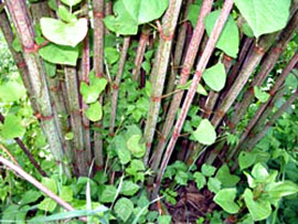 invasive knotweed