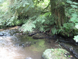 healthy riparian area