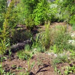 rain garden
