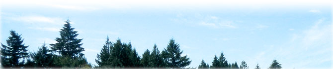 trees and sky