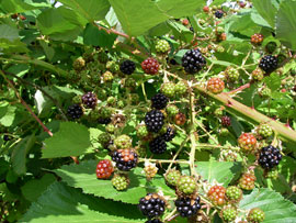 invasive blackberry bush