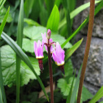 Broad-leaf shooting star (Dodecatheon hendersonii)