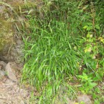 clump of invasive Fales brome