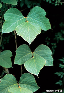 leaf of highly invasive kudzu