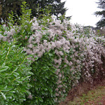 Old Man's Beard (Clematis vitalba) seed pods