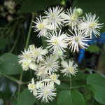 Old Man's Beard (Clematis vitalba) flowers