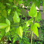 Old man's beard (Clematis vitalba) leaves