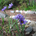 blue-eyed grass (Sisyrinchium idahoense)