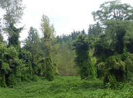 forest completely covered in invasive 'Old Man's Beard'