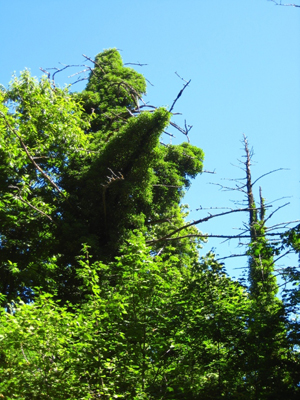 Ivy has taken over and killed this tree.