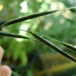 False brome spikelet