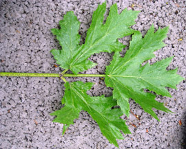 giant hogweed leaf