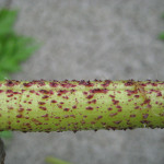 closeup of a giant hogweed stem