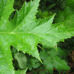 giant hogweed leaf