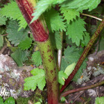 giant hogweed stems