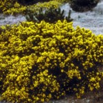 common gorse