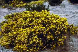 common gorse