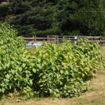 patch of knotweed invading a pasture