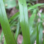 False brome leaves