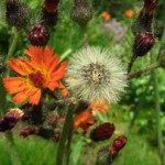 invasive orange hawkweed