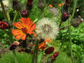 invasive orange hawkweed
