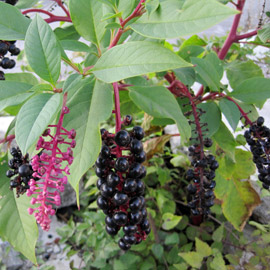 invasive pokeweed