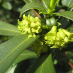 details of spurge laurel leaves and flowers